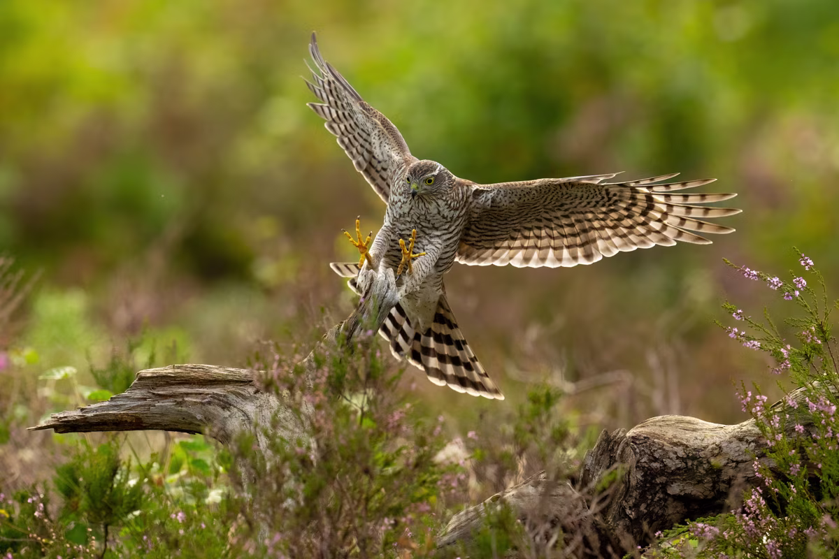 Sparrowhawk in full stretch during a landing