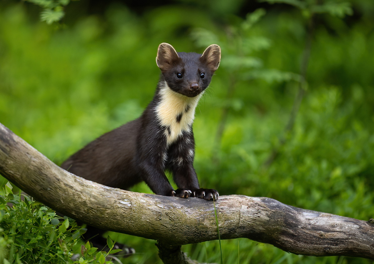 Pine marten curiously peeking out