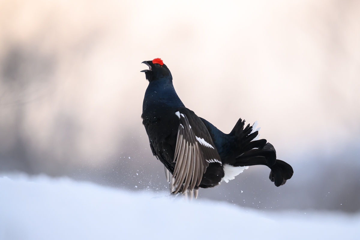 Black grouse in soft winter light