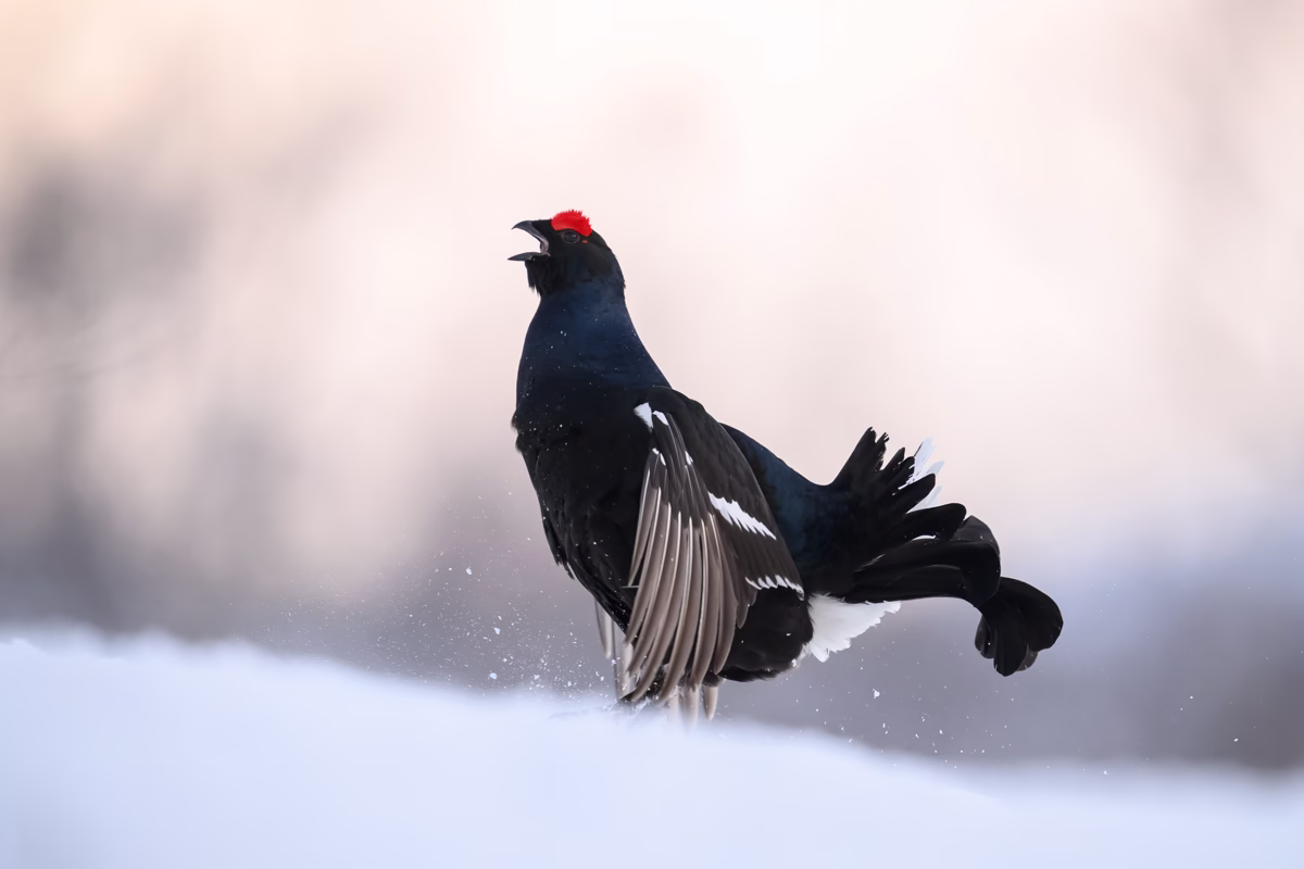 Black grouse in soft winter light