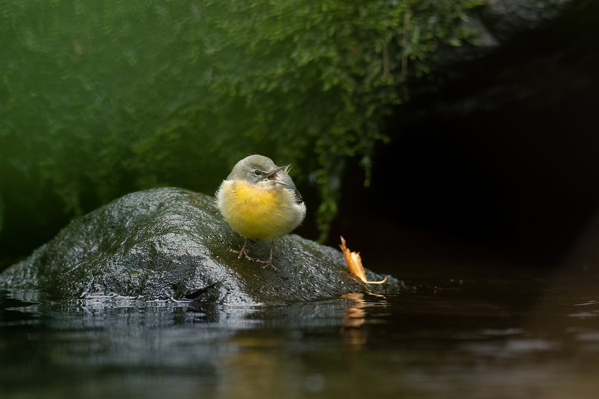 Grey wagtail singing