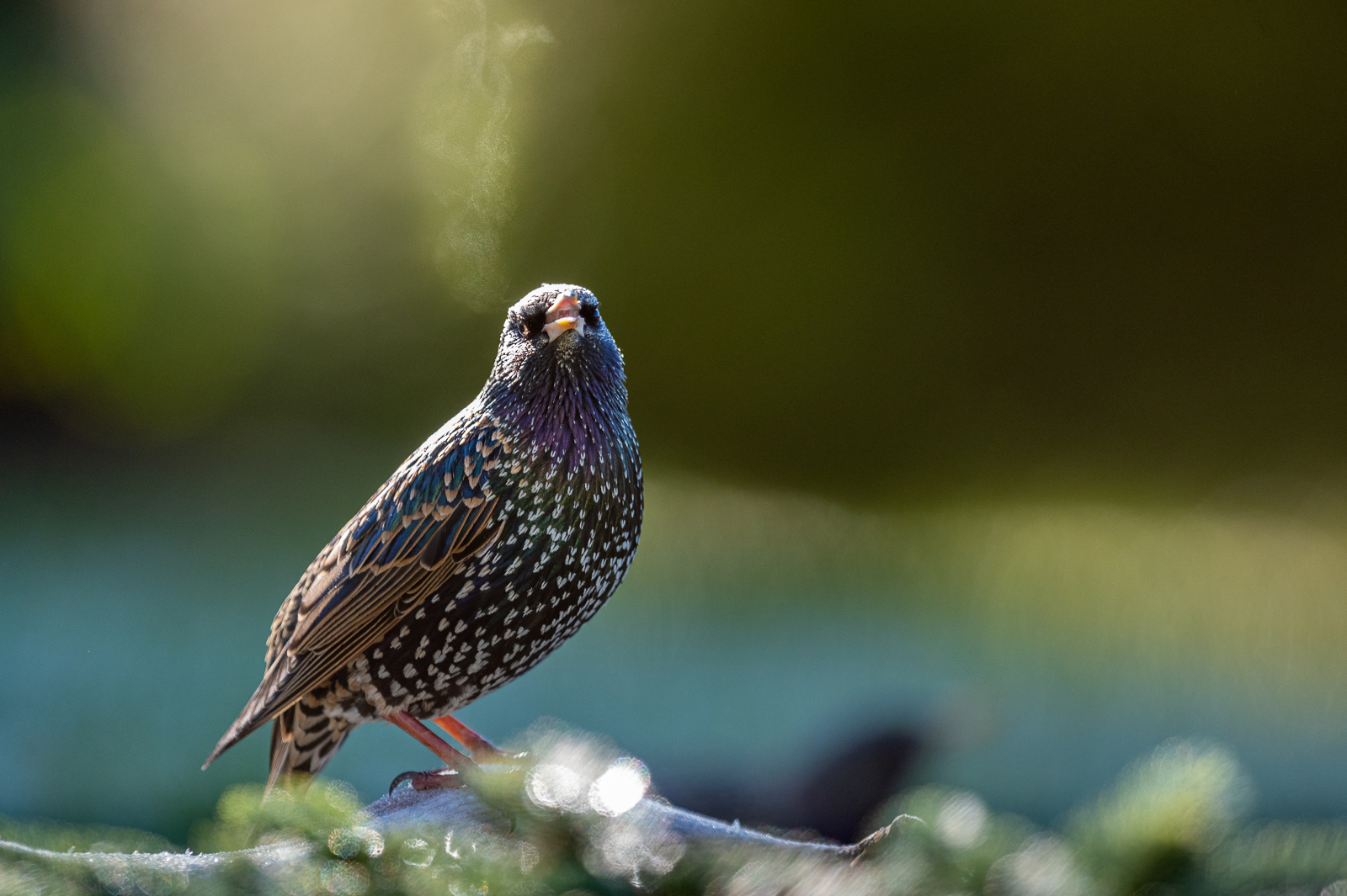 Starling letting off some steam