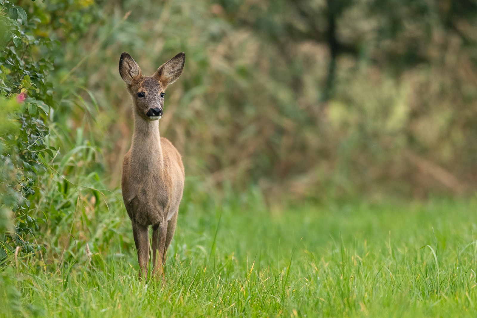 Roe deer in a meadow