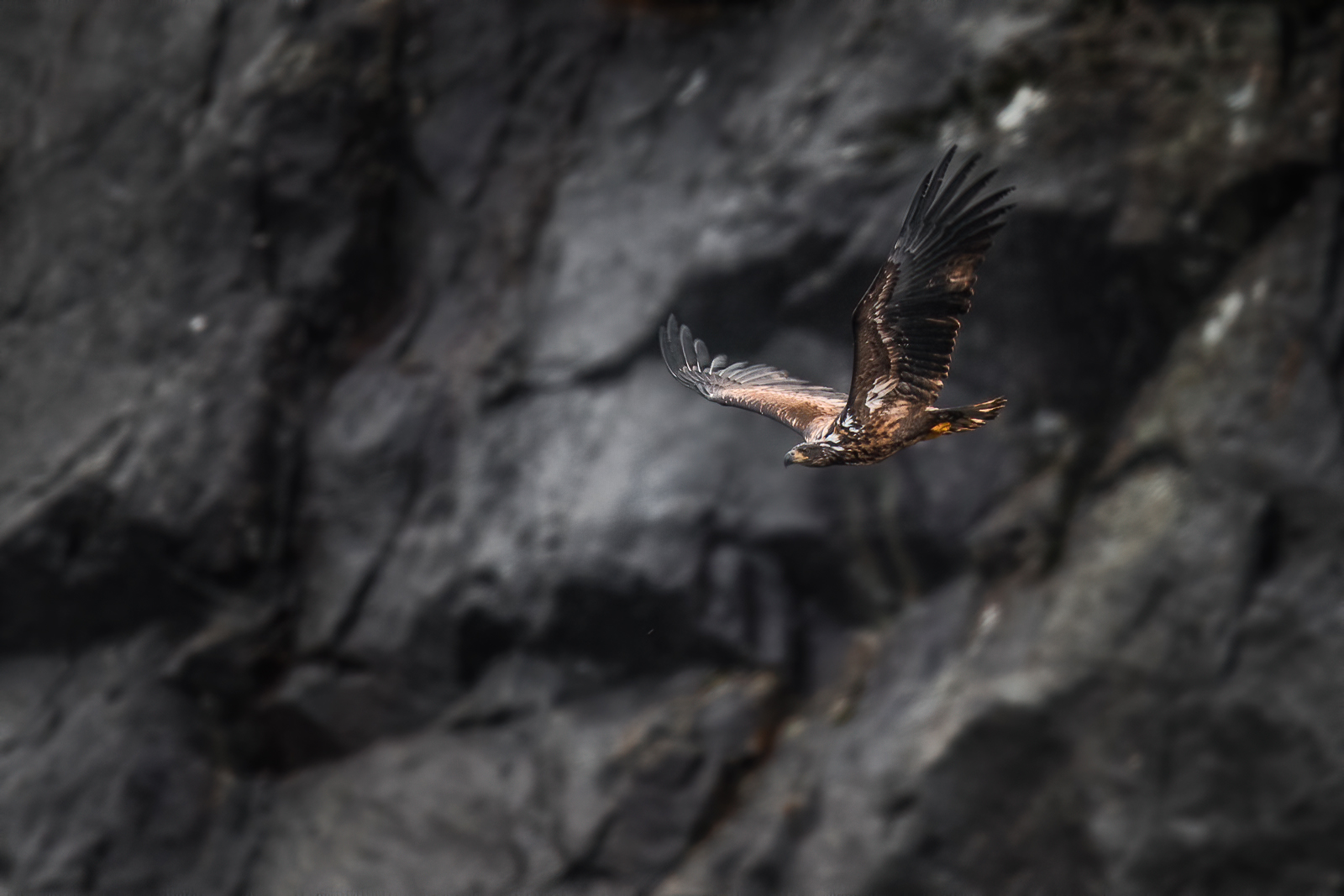 White tailed eagle in steep mountains