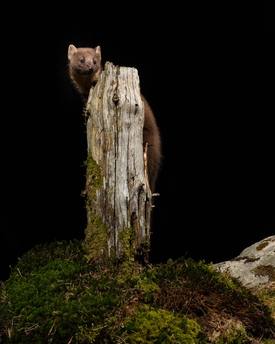 Pine marten climbing the log