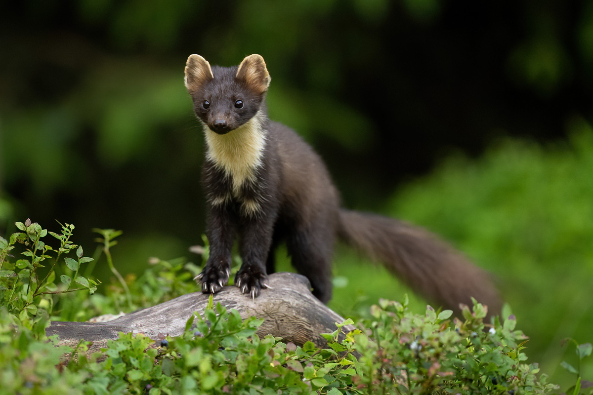 Pine marten walking on a log