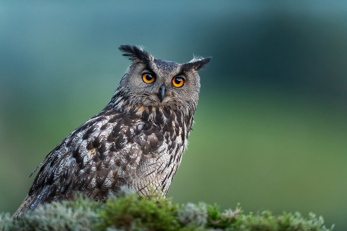 Portrait of the eagle owl