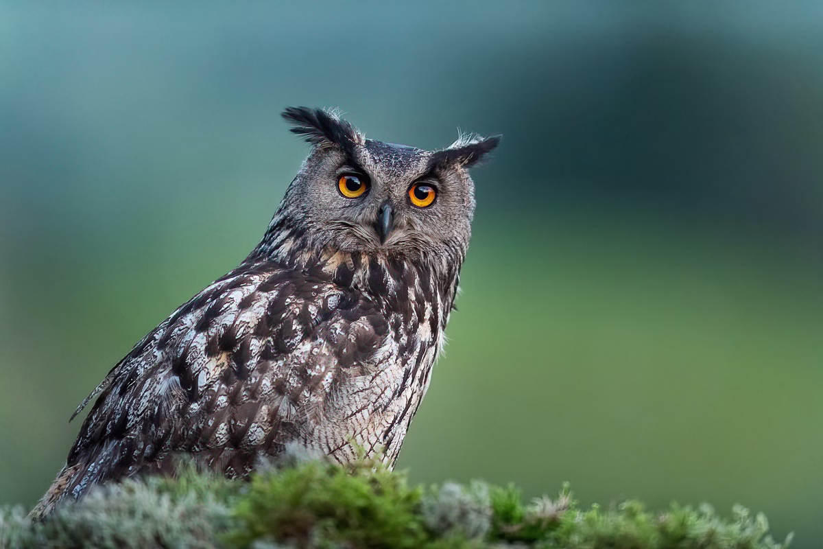 Portrait of the eagle owl