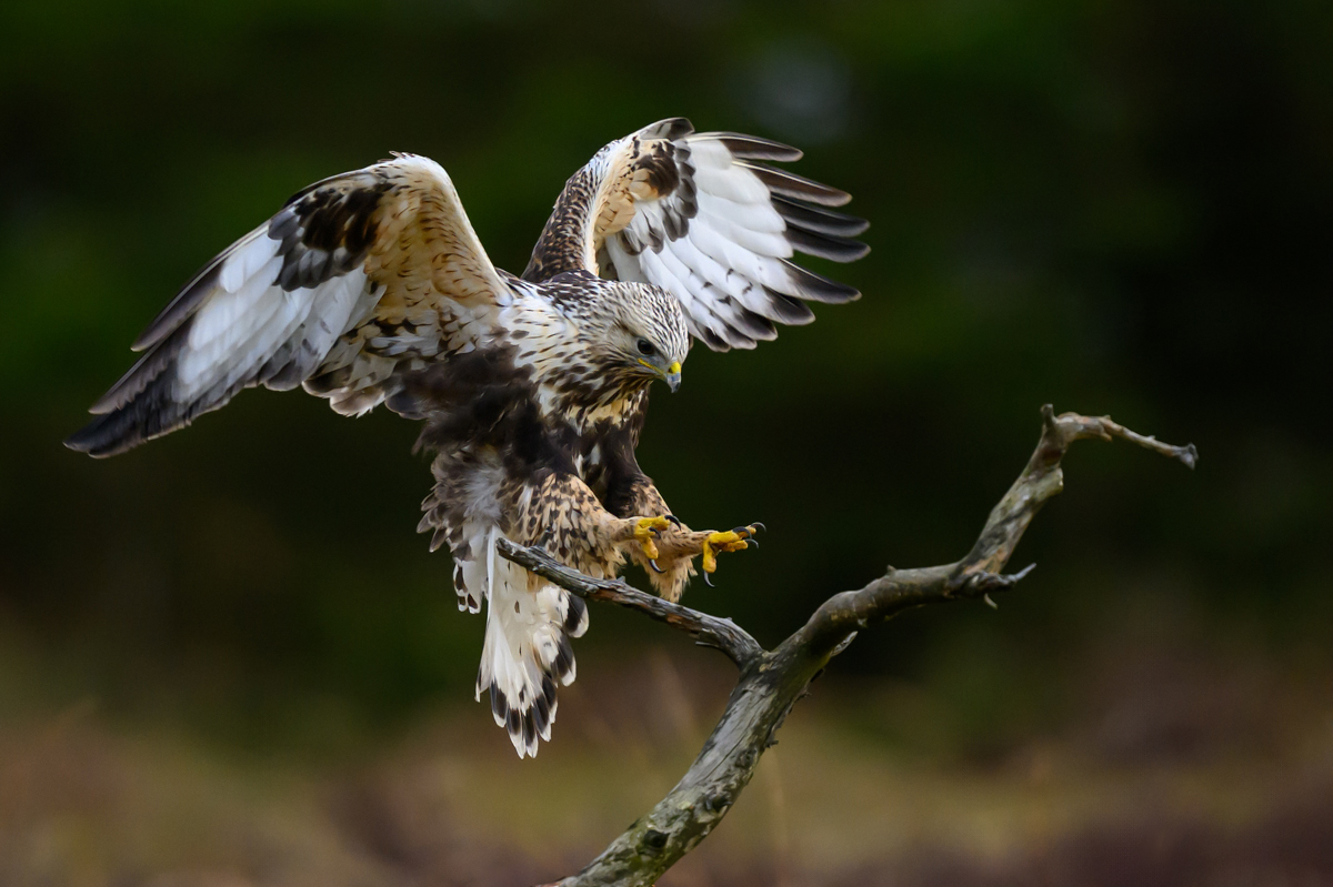 Rough-legged buzzard lands on stick