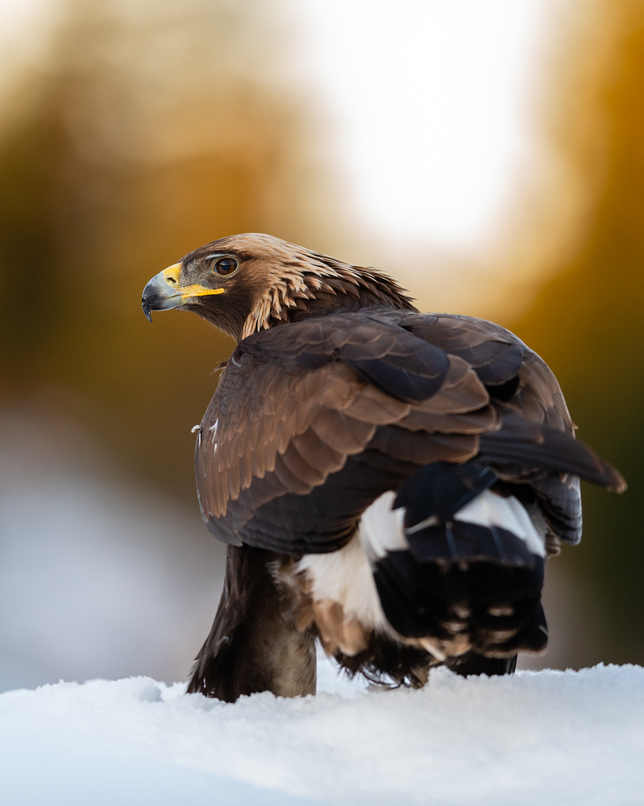 Golden eagle in morning light