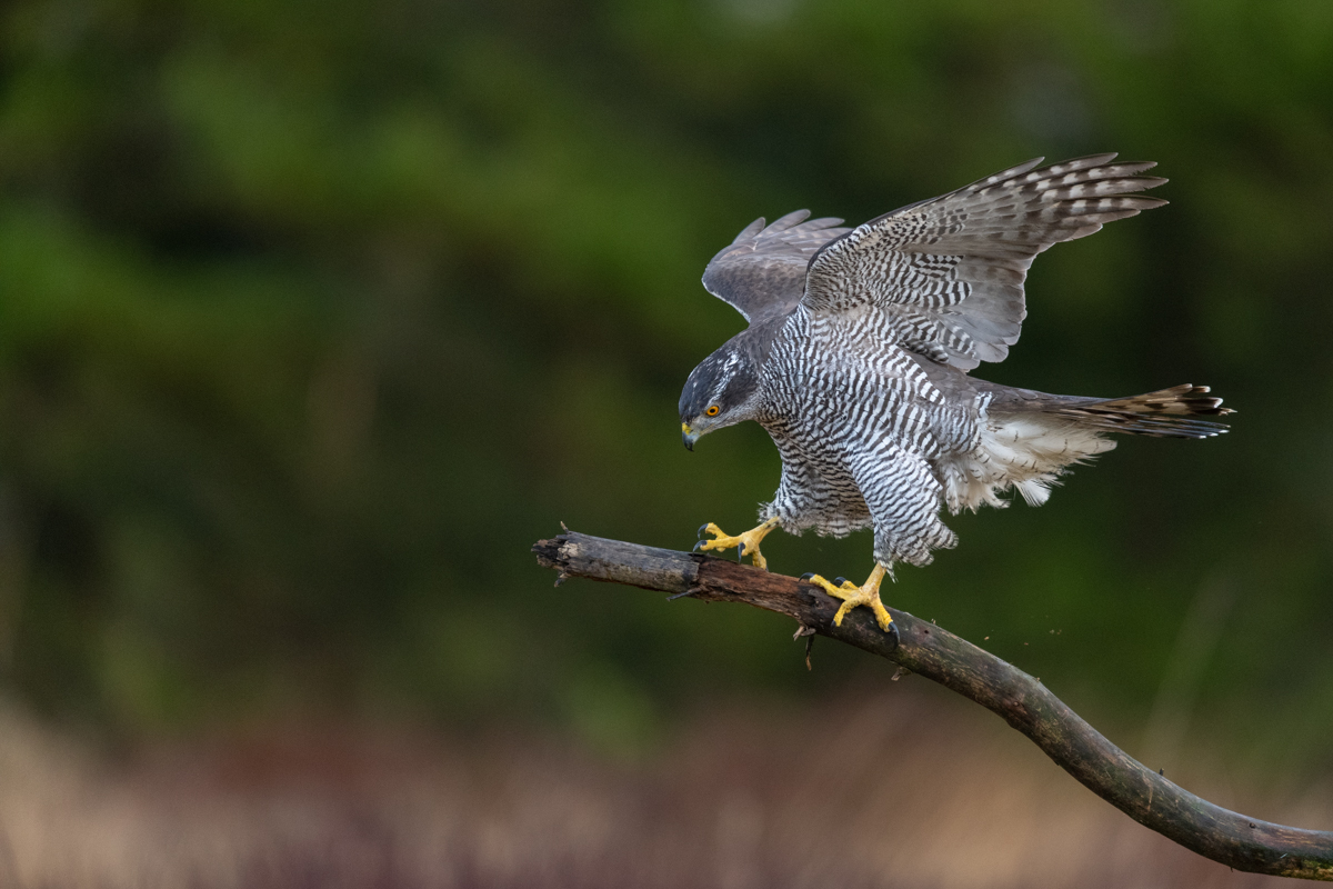 Goshawk lands on the perch