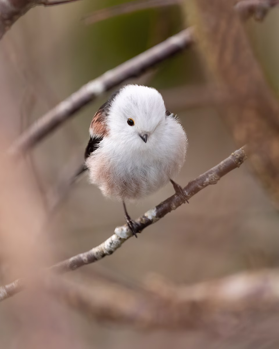 Portrait of the Long-tailed tit