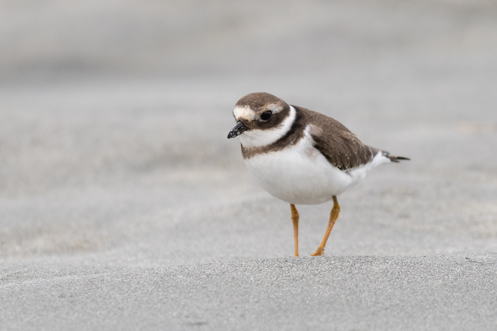 Ringed plover in the sand