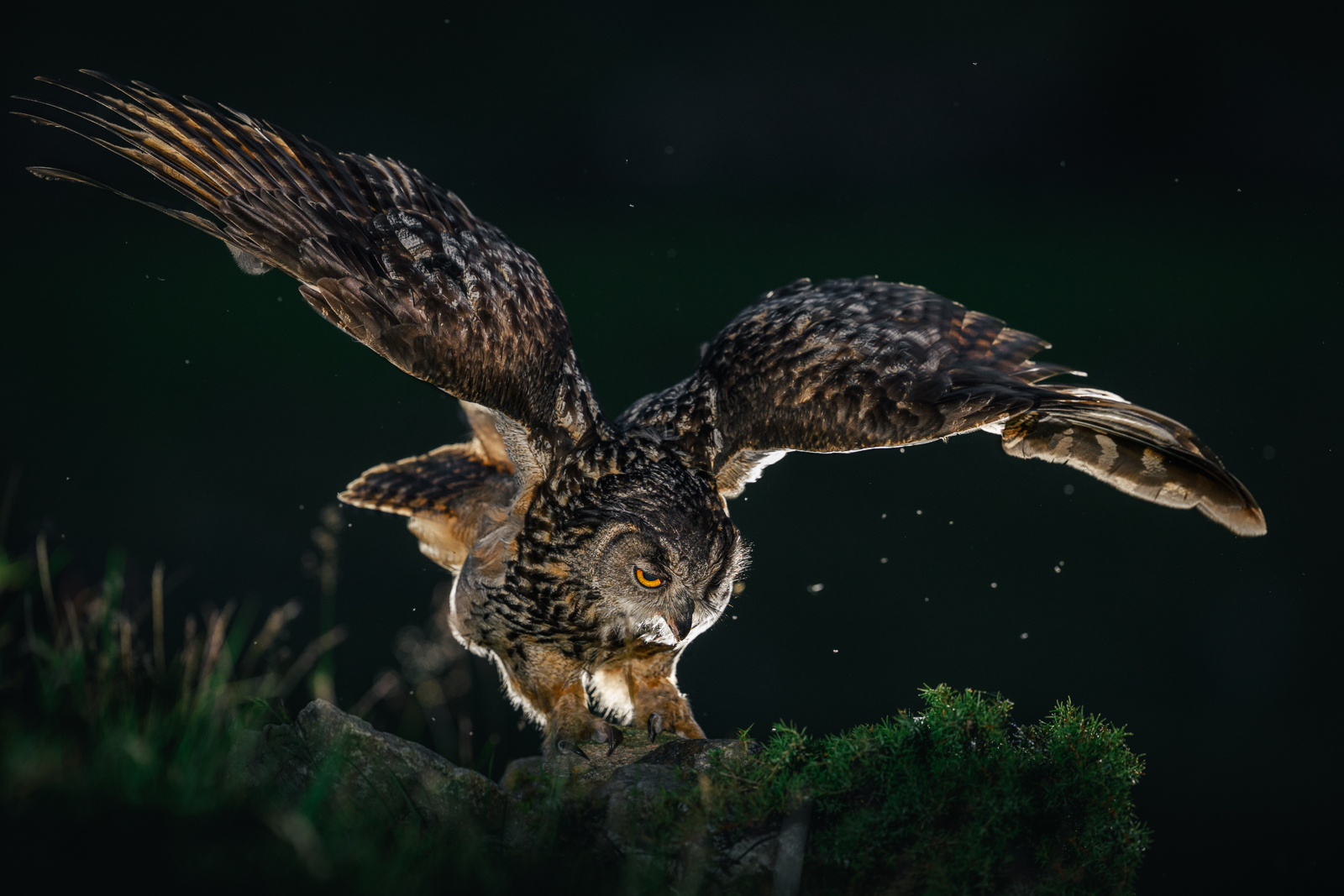 Eagle owl in for landing