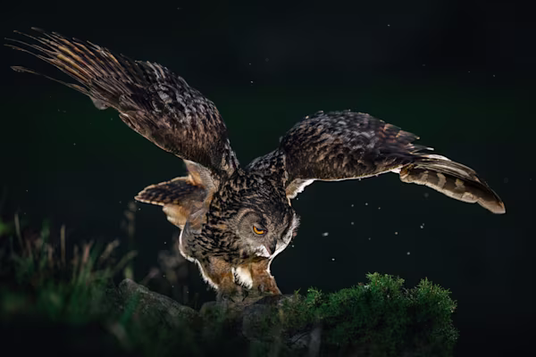 Eagle owl in for landing