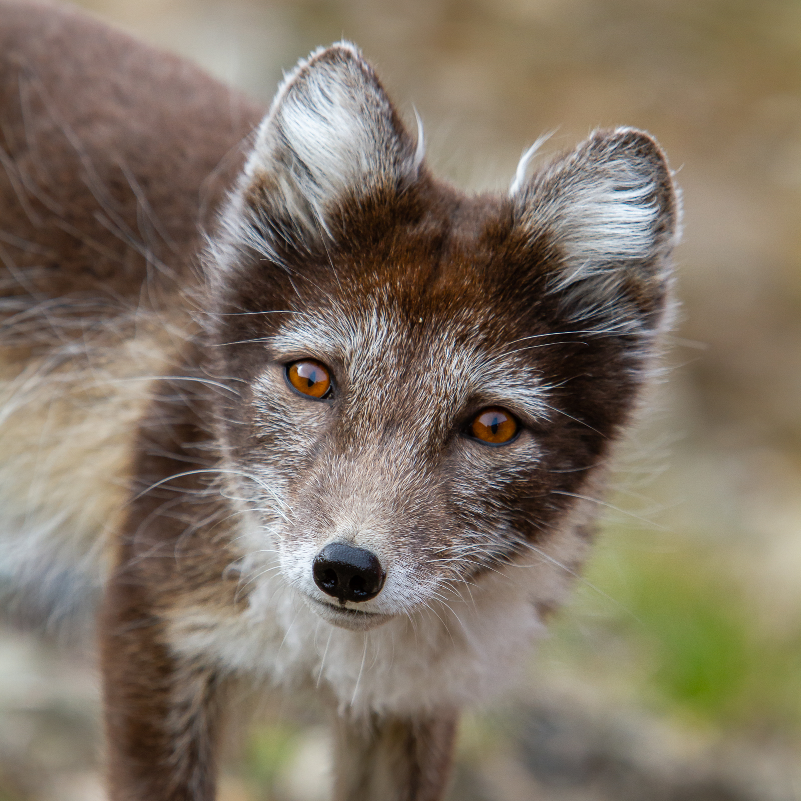 Arctic fox portraite