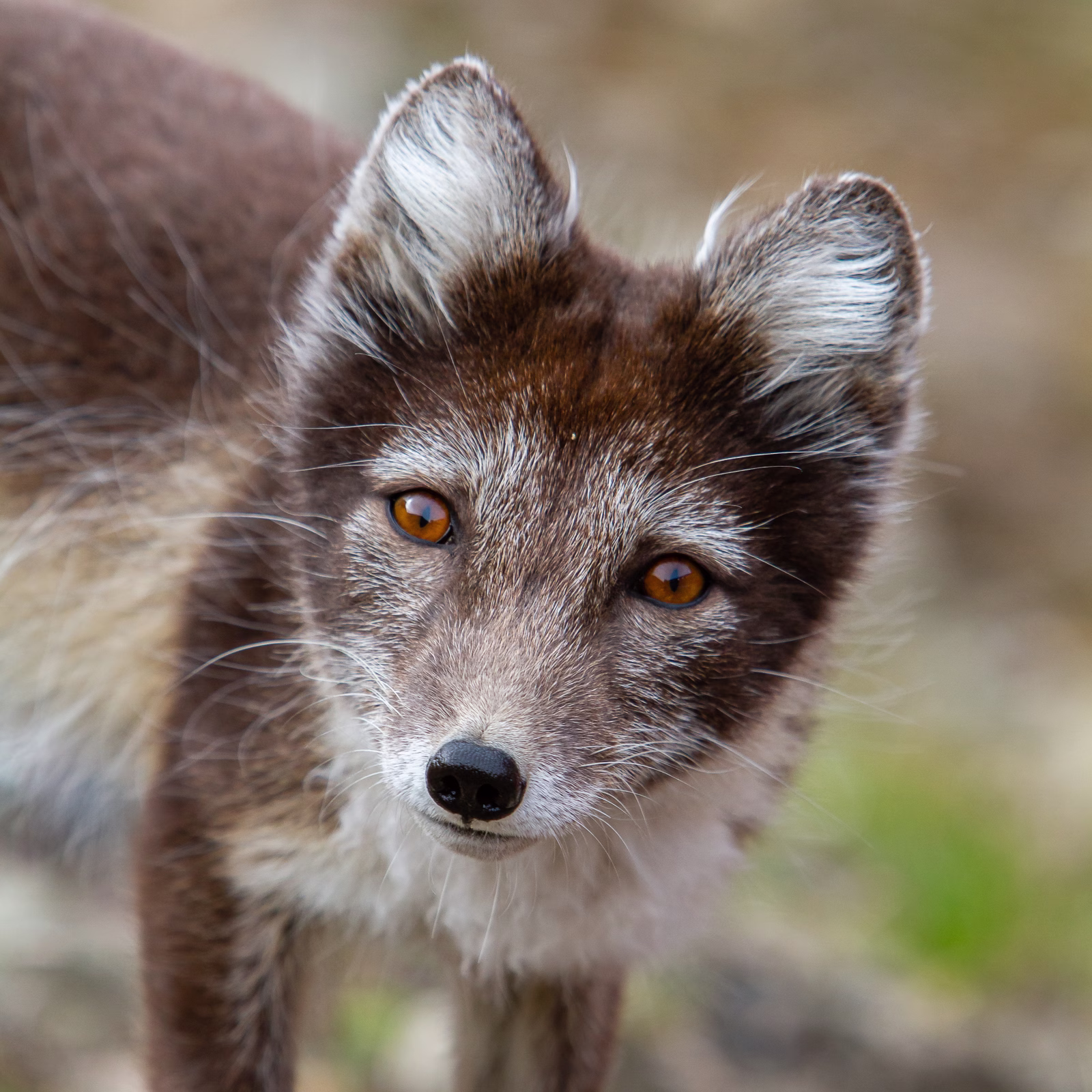 Arctic fox portraite