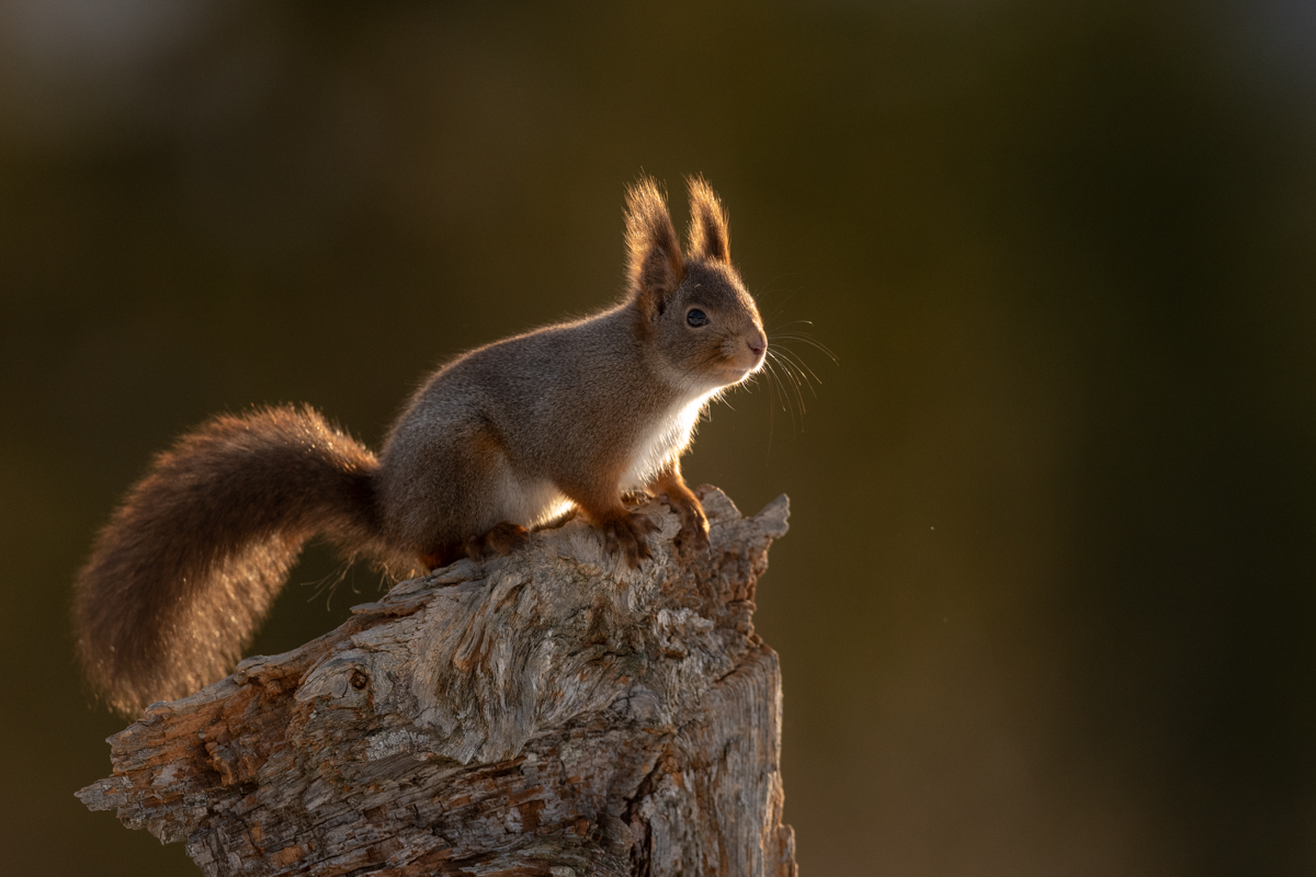 Backlit squirrel on old log