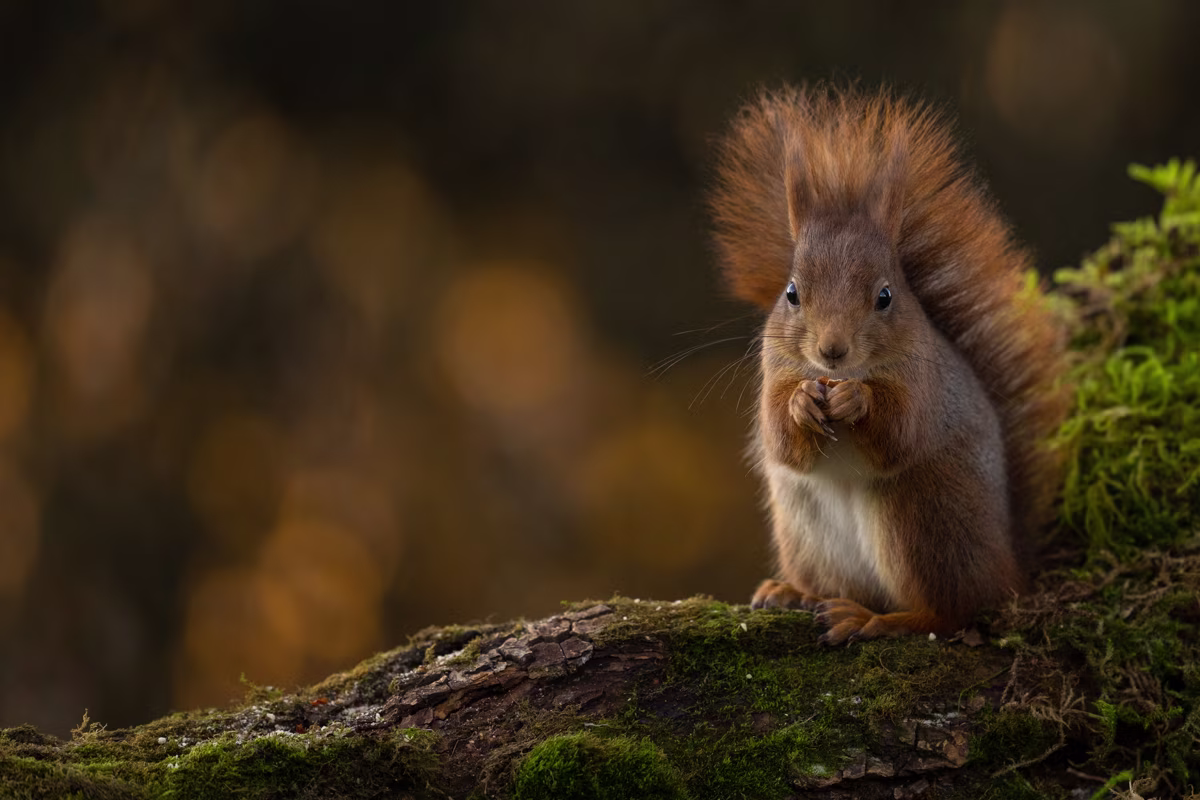 Squirrel and a golden backdrop