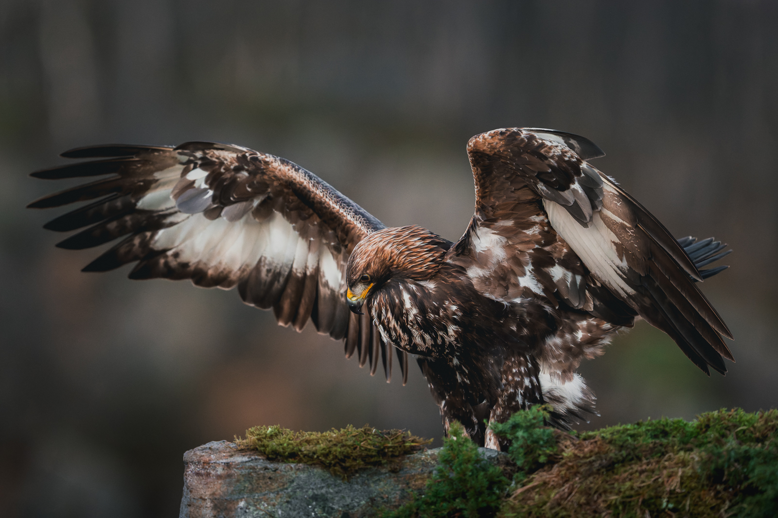 Young golden eagle spreading the wings