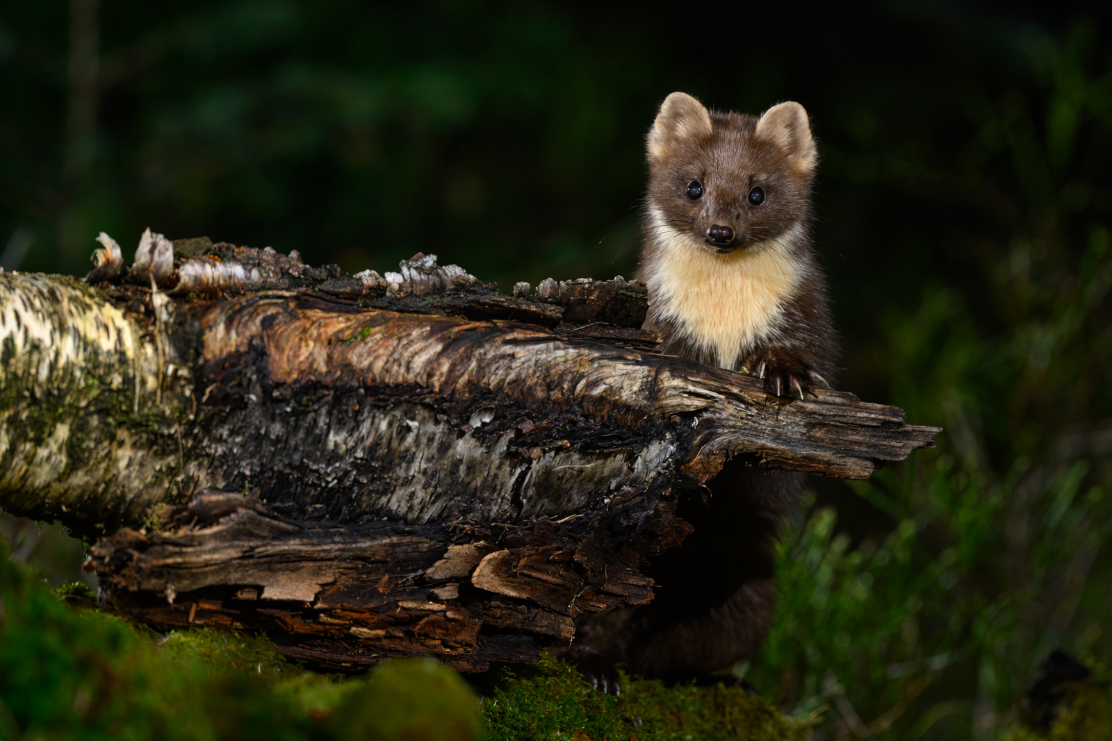 Pine marten looking up behind a log