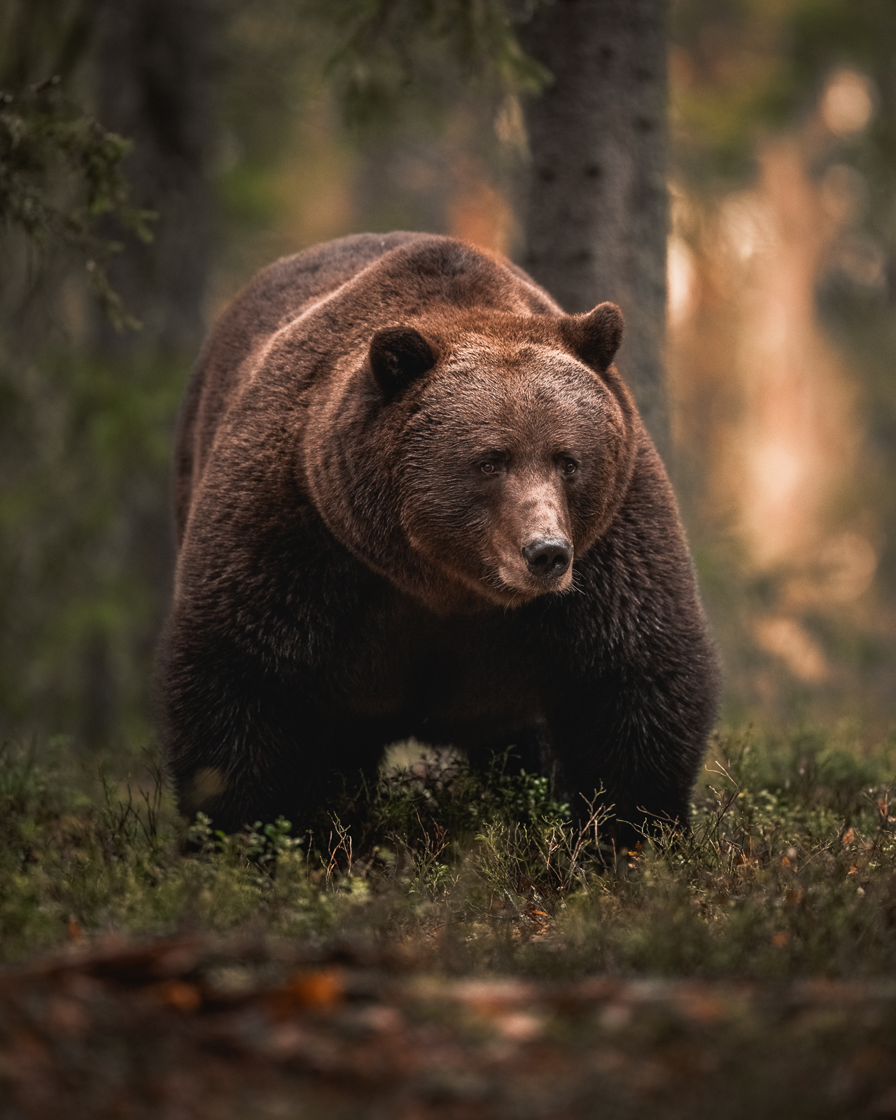The gentle giant in the Finnish forest
