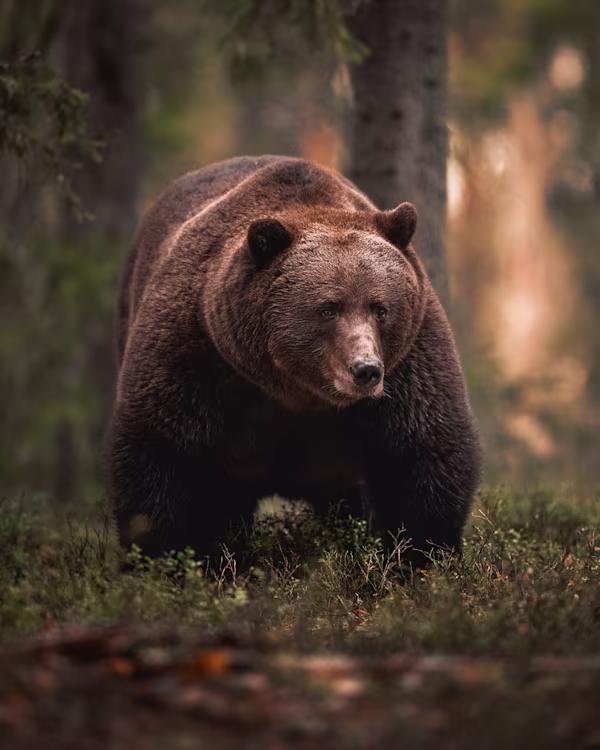 The gentle giant in the Finnish forest