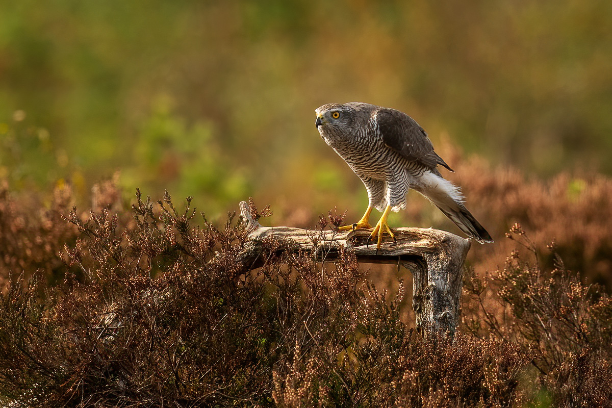 Goshawk in the heather field