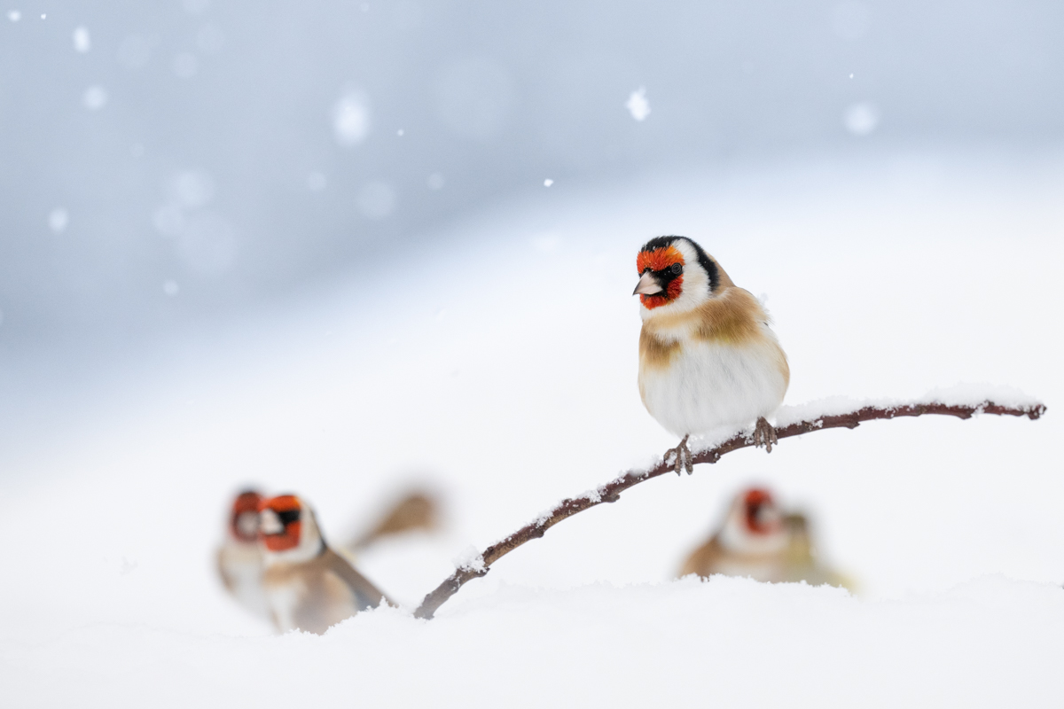 Goldfinches in snowy weather