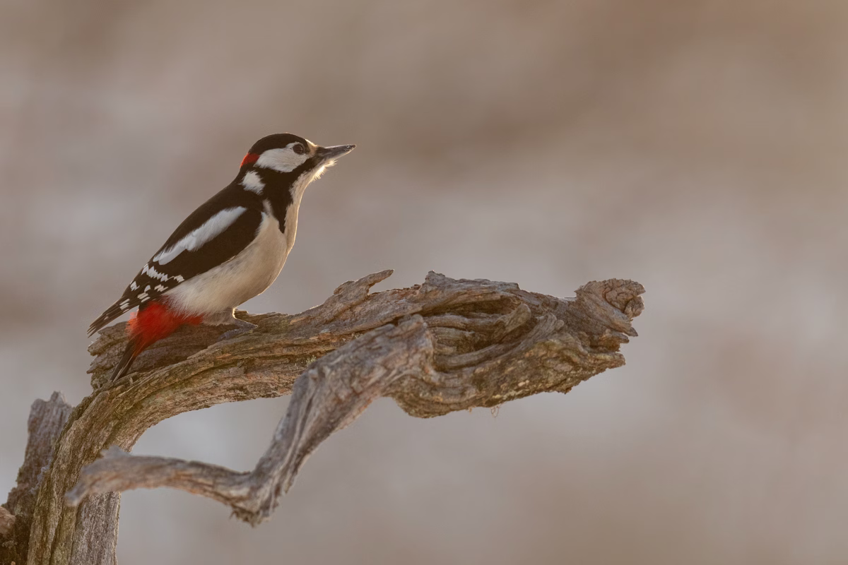 Great spotted woodpecker looking into the morning light
