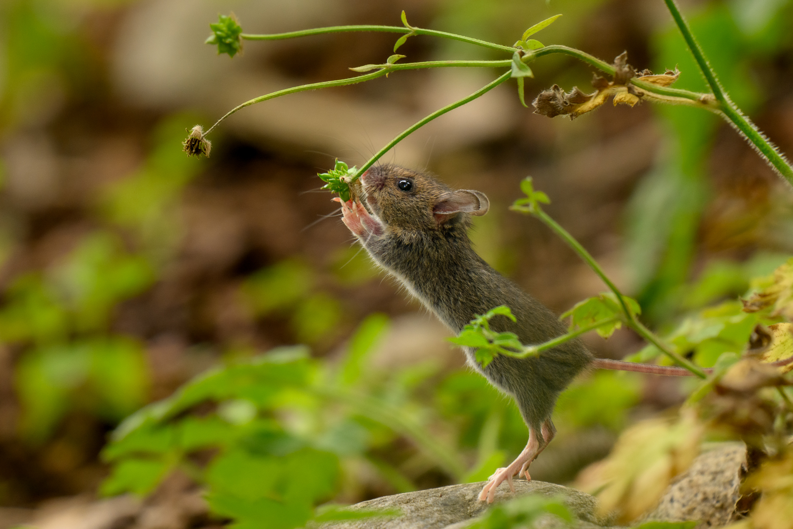 Wood mouse foraging in the garden