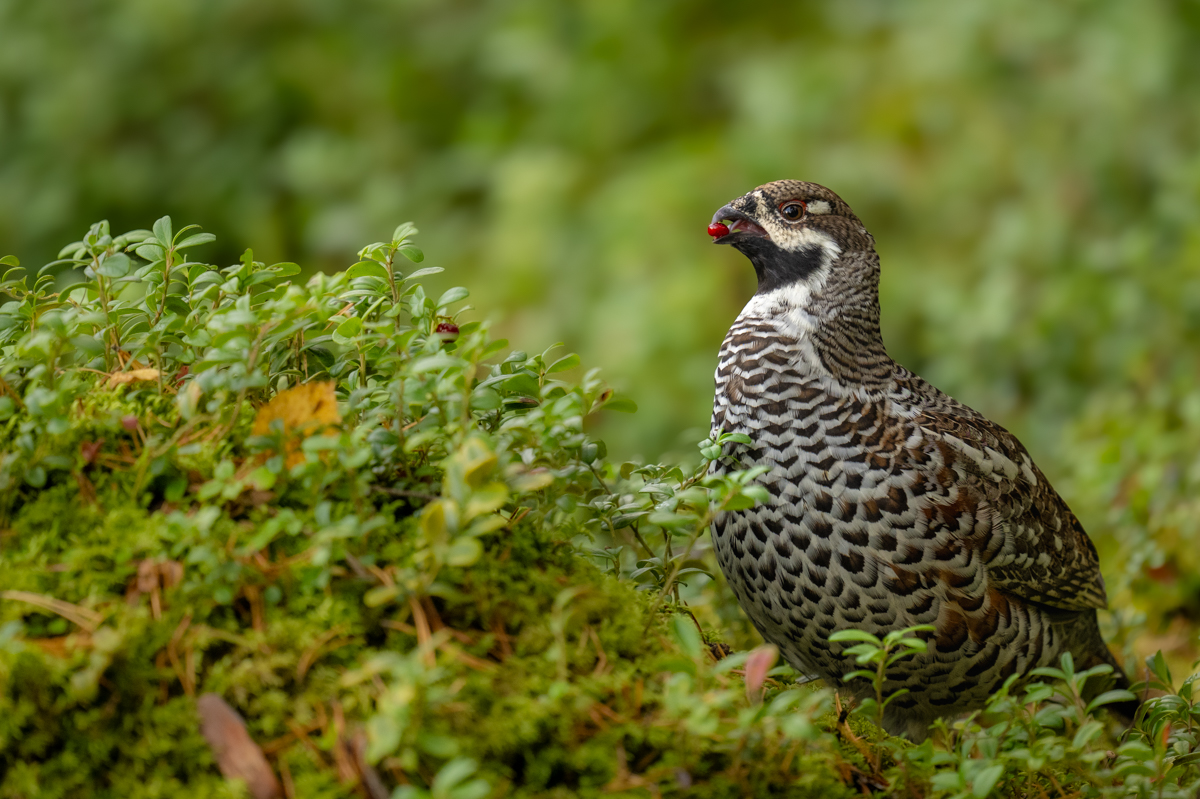Hazelgrouse feeding on lingonberries