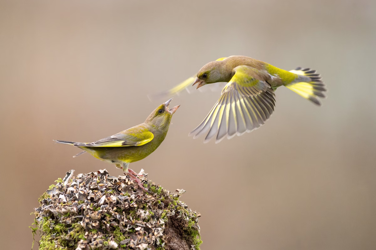 Greenfinches having an arguement