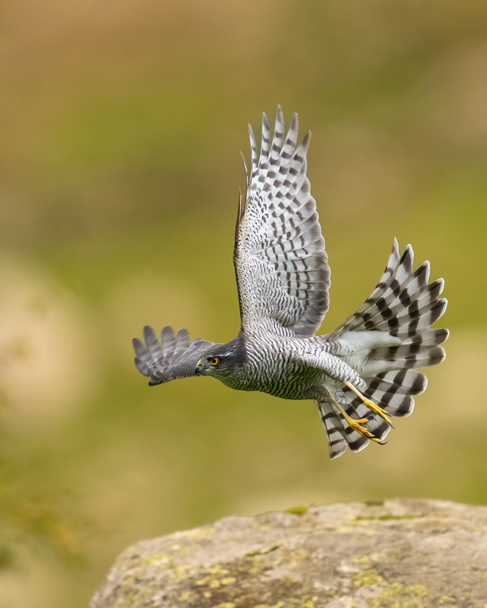 Sparrowhawk takes to its wings
