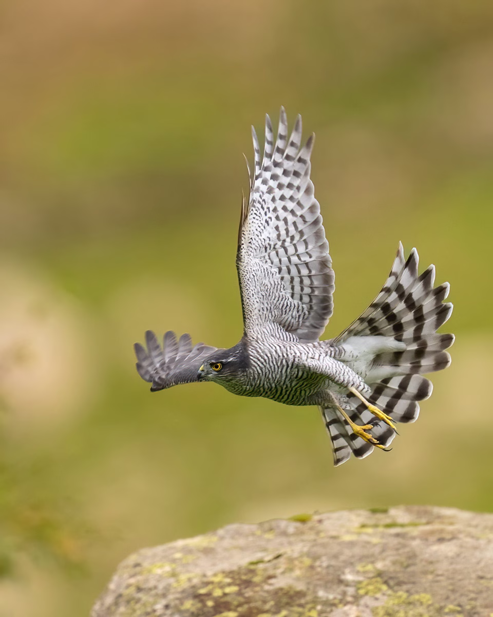 Sparrowhawk takes to its wings
