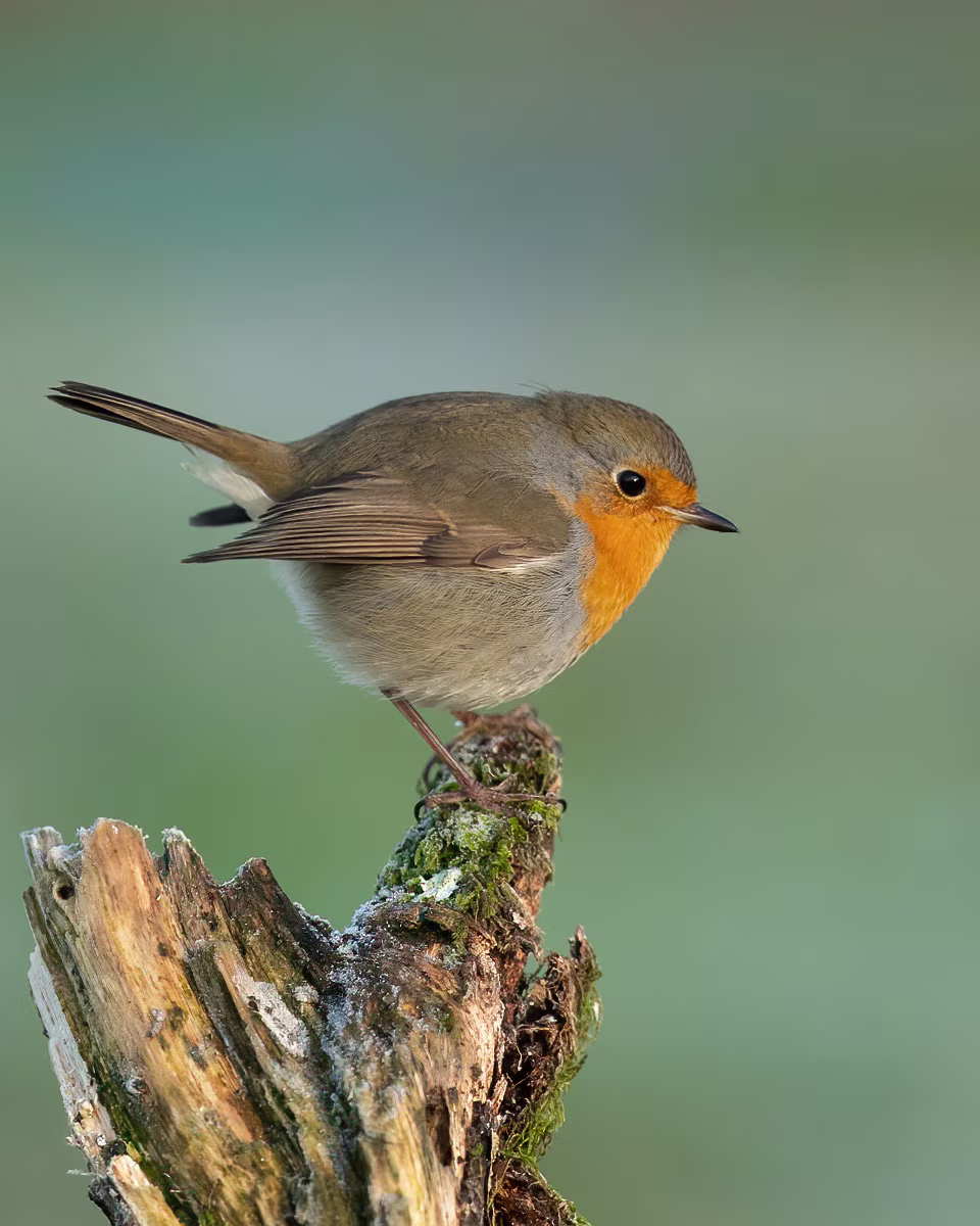 Red robin puffed up