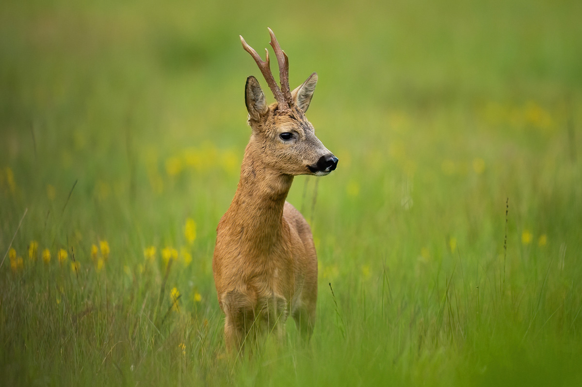 Roe deer buck in the green meadow