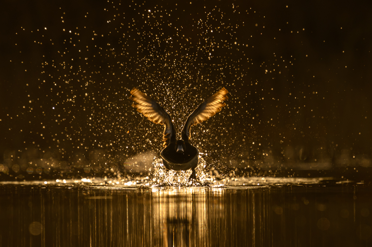 Tufted duck in golden light