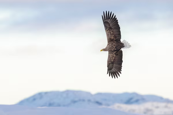 White tailed eagle flying in the winter mountains