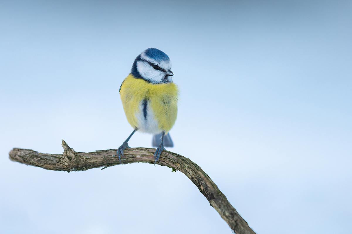 Blue tit in cold weather