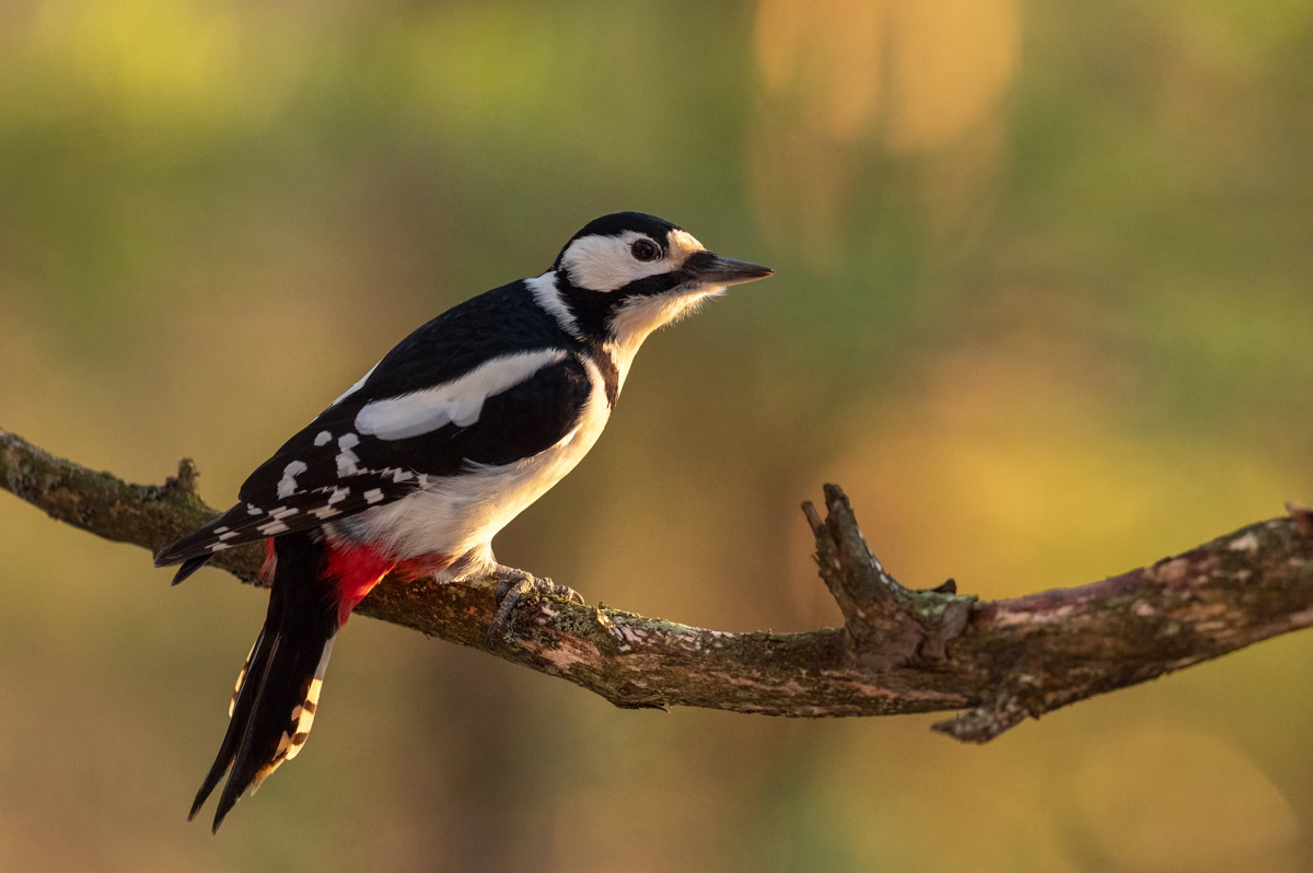 Great spotted woodpecker in soft light