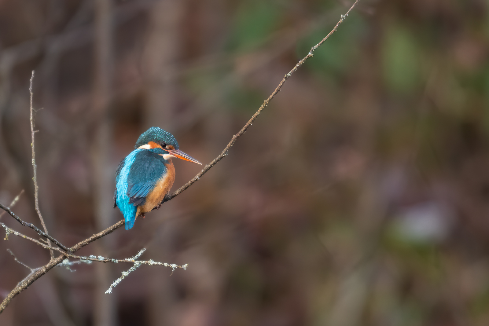 Kingfisher in blue