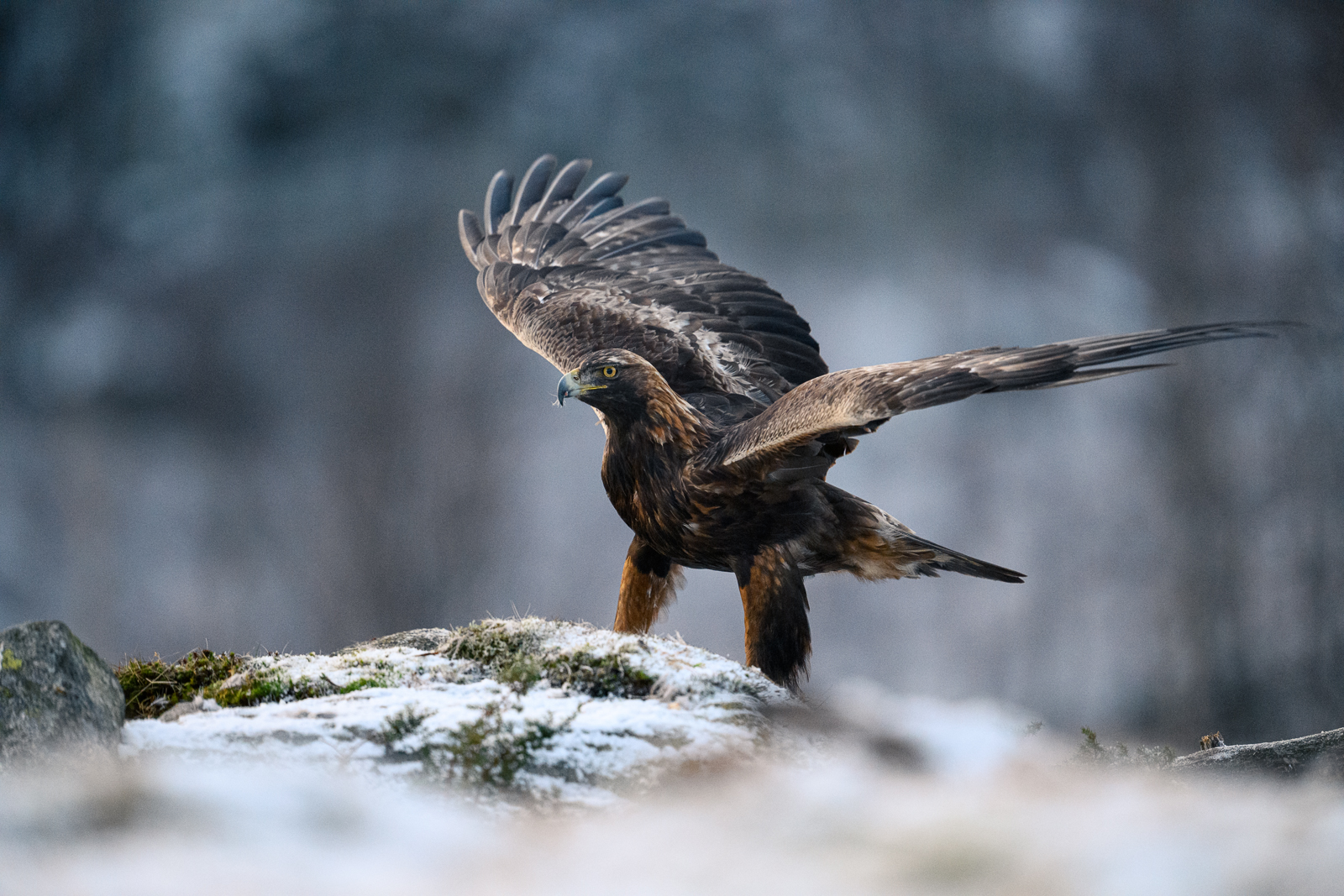 Male adult golden eagle in the mountains