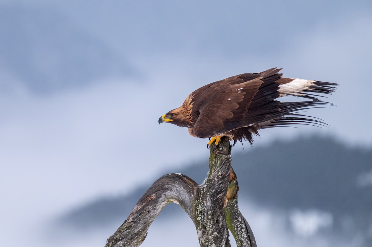 Golden eagle ready to fly