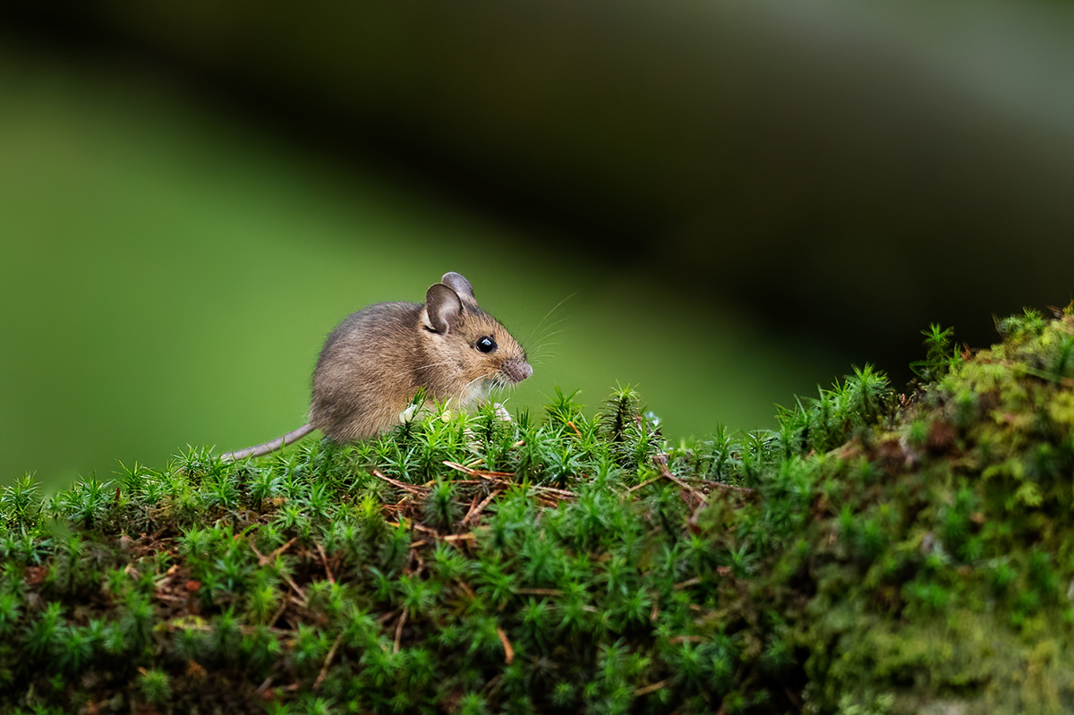 Wood mouse on moss