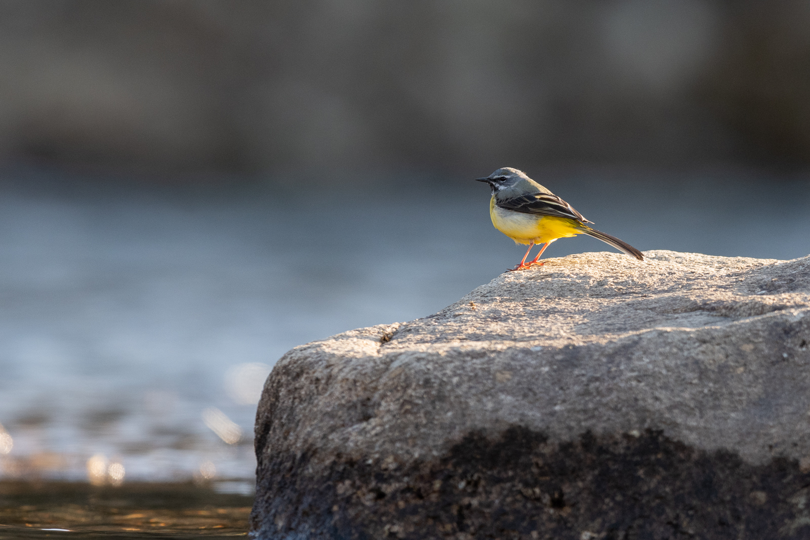 Grey wagtail on a rock