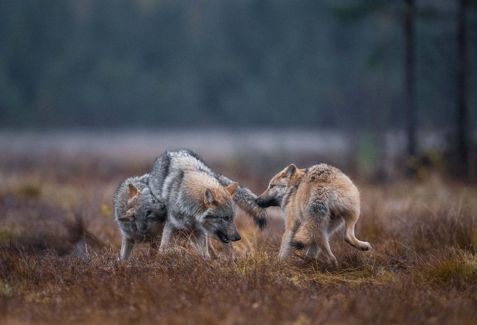 Wolf pups playing
