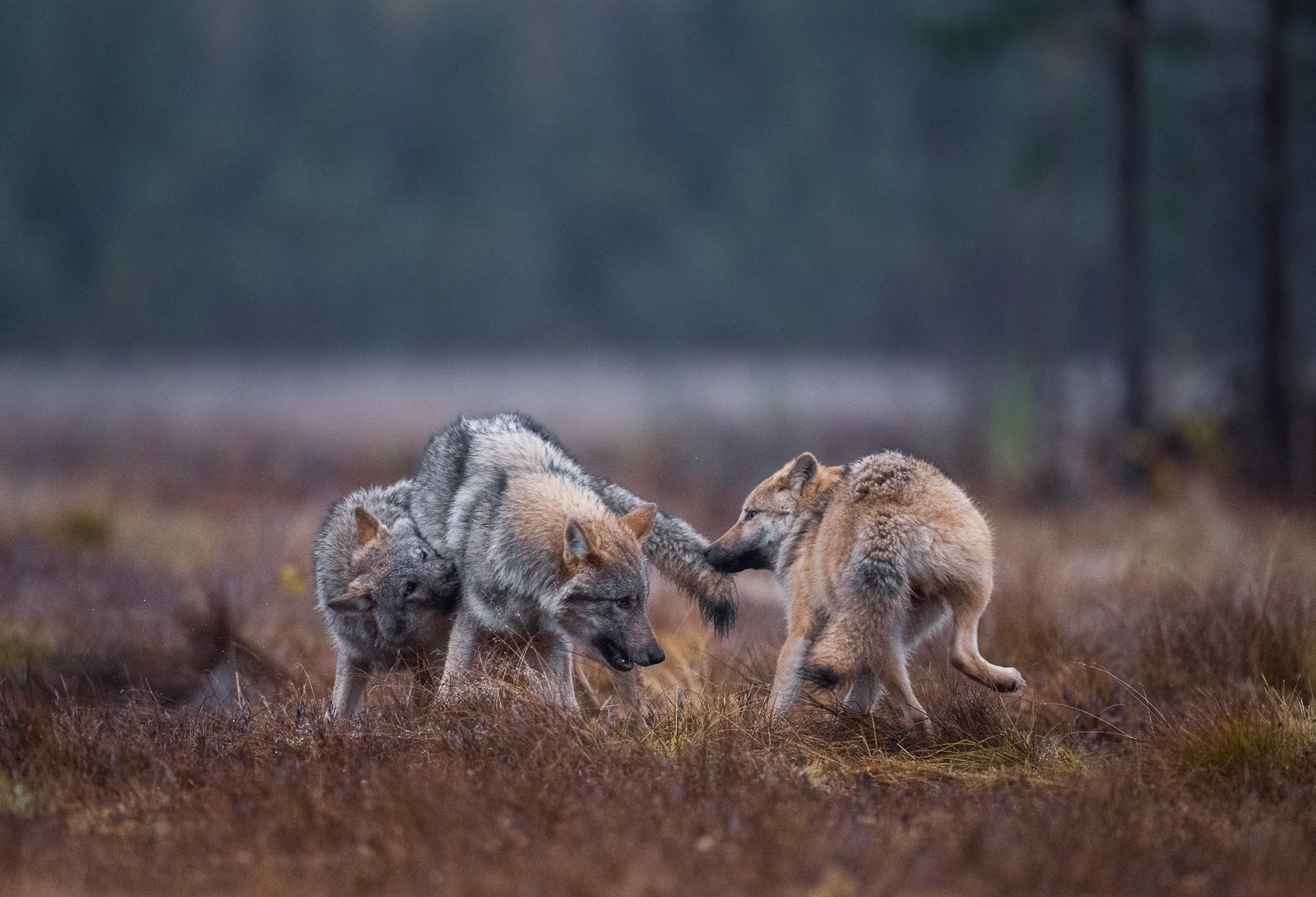Wolf pups playing