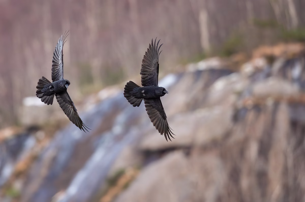 Ravens in flight
