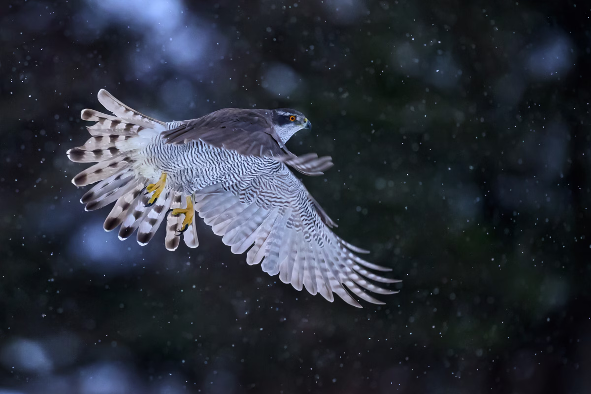 Goshawk flying in snow